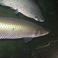 Arowanas