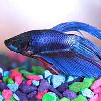 Betta Siamese Fighting Fish Tropical