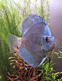 Discus Tropical Fish Aquarium Heckel