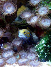 Gobies Goby Tropical Fish Fish Tank