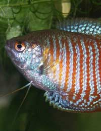 Gouramis Tropical Fish Aquarium