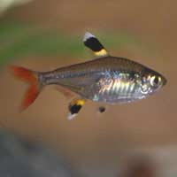 Tetras Neon Tetra Lemon Tetra Buenos