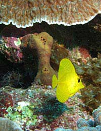 Tangs Surgeon Fish Surgeonfish Tropical