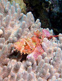 Scorpion Fish Scorpionfish Tropical Fish