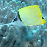 Butterfly Fish Butterflyfish Chaetodon