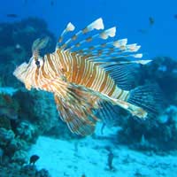 Lionfish Lion Fish Tropical Fish Marine
