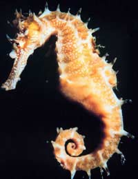 Seahorses Sea Horses Tropical Fish