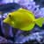 Should I Keep My Aquarium Lights On?